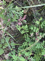 Indigofera bungeana