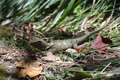 Lophosaurus spinipes