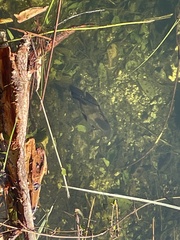 Astronotus ocellatus
