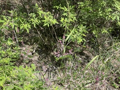 Indigofera bungeana