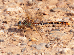 Erpetogomphus lampropeltis