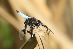 Palpopleura portia