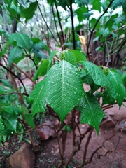 Euphorbia pulcherrima