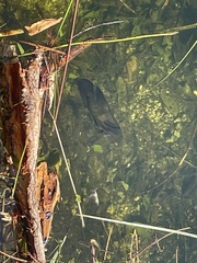 Astronotus ocellatus