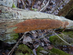 Fomitiporia punctata