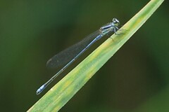 Pseudagrion