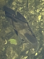 Astronotus ocellatus