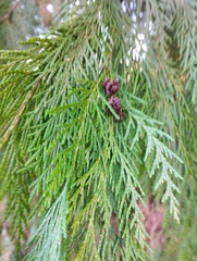 Chamaecyparis lawsoniana