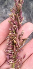 Ehrharta ottonis