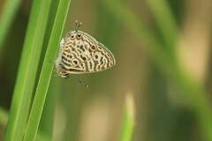 Leptotes pirithous