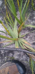 Ehrharta ottonis