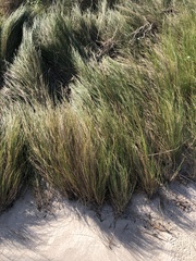 Sporobolus pumilus