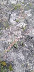 Ehrharta ottonis
