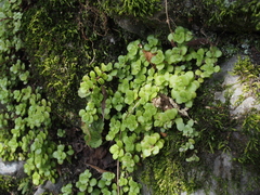 Sedum makinoi
