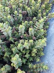 Veronica buchananii
