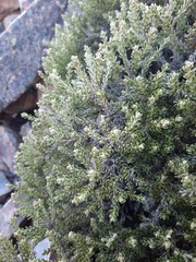 Brachyglottis cassinioides