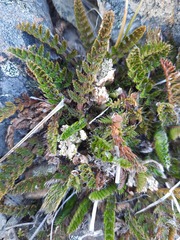 Anisotome flexuosa