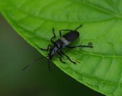 Chauliognathus tripartitus