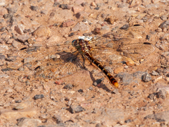 Erpetogomphus lampropeltis