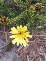 Cullumia reticulata