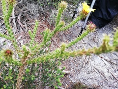 Cullumia reticulata