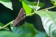 Morpho