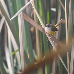 Prinia flaviventris