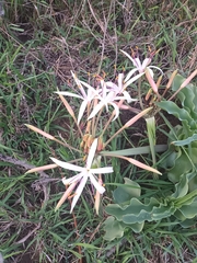 Crinum buphanoides