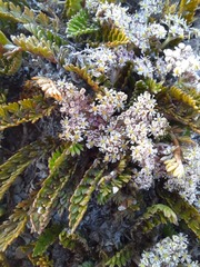 Anisotome flexuosa