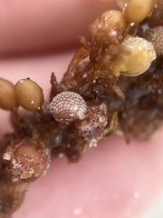 Jellyella tuberculata