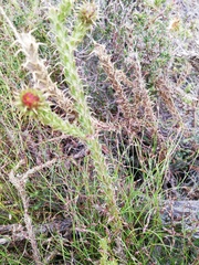 Cullumia reticulata