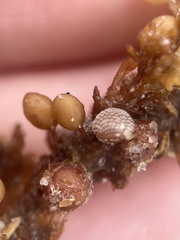 Jellyella tuberculata