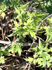 Clematis drummondii