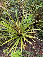 Bromelia pinguin
