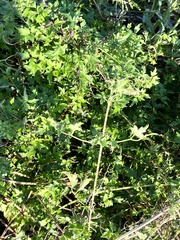 Clematis drummondii