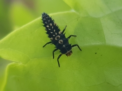 Coccinellinae