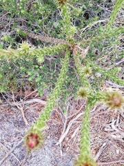Cullumia reticulata