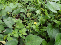 Erythranthe nepalensis