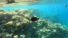 Dascyllus trimaculatus