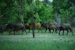 Syncerus caffer brachyceros