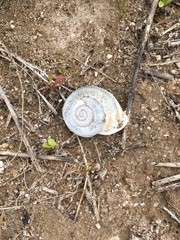 Otala punctata