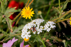 Pyropteron chrysidiforme