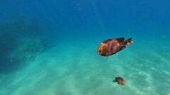 Dascyllus trimaculatus