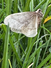 Operophtera fagata
