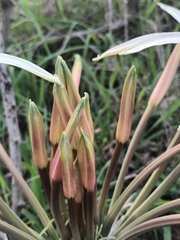 Crinum buphanoides