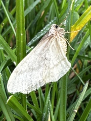 Operophtera fagata