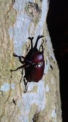 Trypoxylus dichotomus tsunobosonis