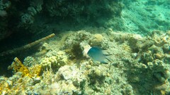 Amblyglyphidodon indicus