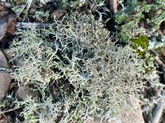 Cladonia furcata