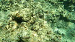 Sufflamen albicaudatum